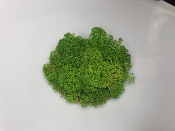 Dekoracja z mchu chrobotka 10 cm - obrazek 7