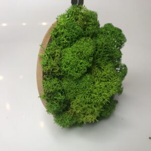 Dekoracja z mchu chrobotka 10 cm