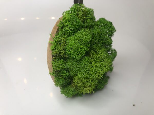 Dekoracja z mchu chrobotka 10 cm