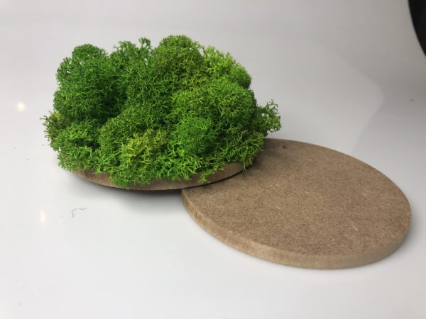 Dekoracja z mchu chrobotka 10 cm - obrazek 4