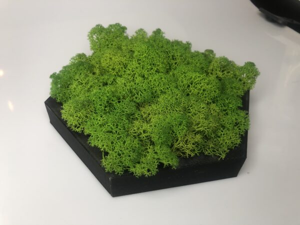 moss decoration, reindeer moss art, hexagon wall decor, green wall decor, stabilised moss, eco wall art, handmade moss frame, black PLA frame, biodegradable wall decor, modern home decor, moss hexagon, nature-inspired decor, wall art with moss, eco friendly decor, zero waste gift, handmade gift idea, geometric wall art, natural home accent, living wall effect, sustainable design, moss wall accent, gift for plant lover, minimalist decor, eco moss frame